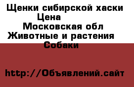 Щенки сибирской хаски › Цена ­ 10 000 - Московская обл. Животные и растения » Собаки   